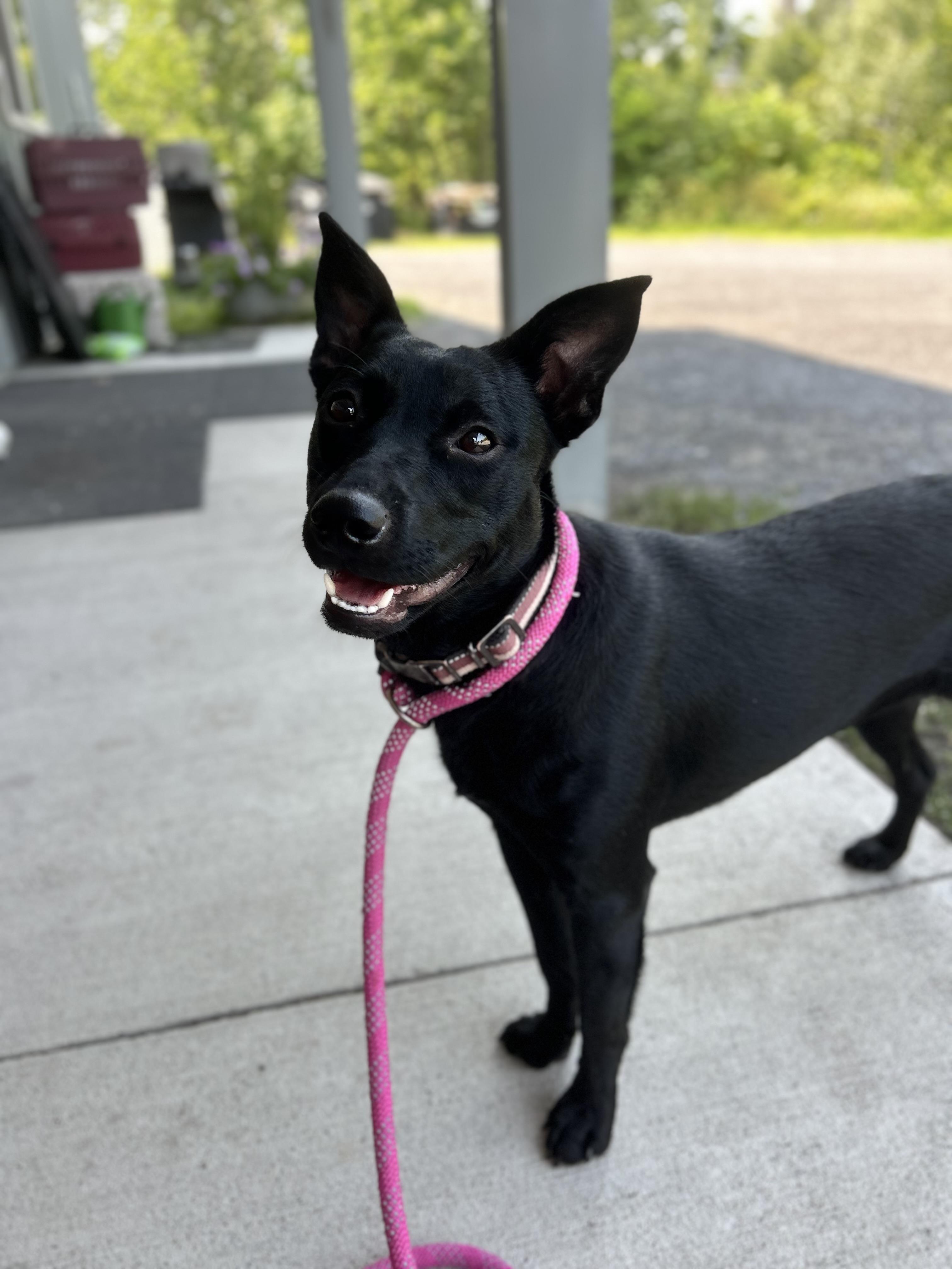 Poppy, an adopted mixed breed in Howes Cave, NY image 1/3