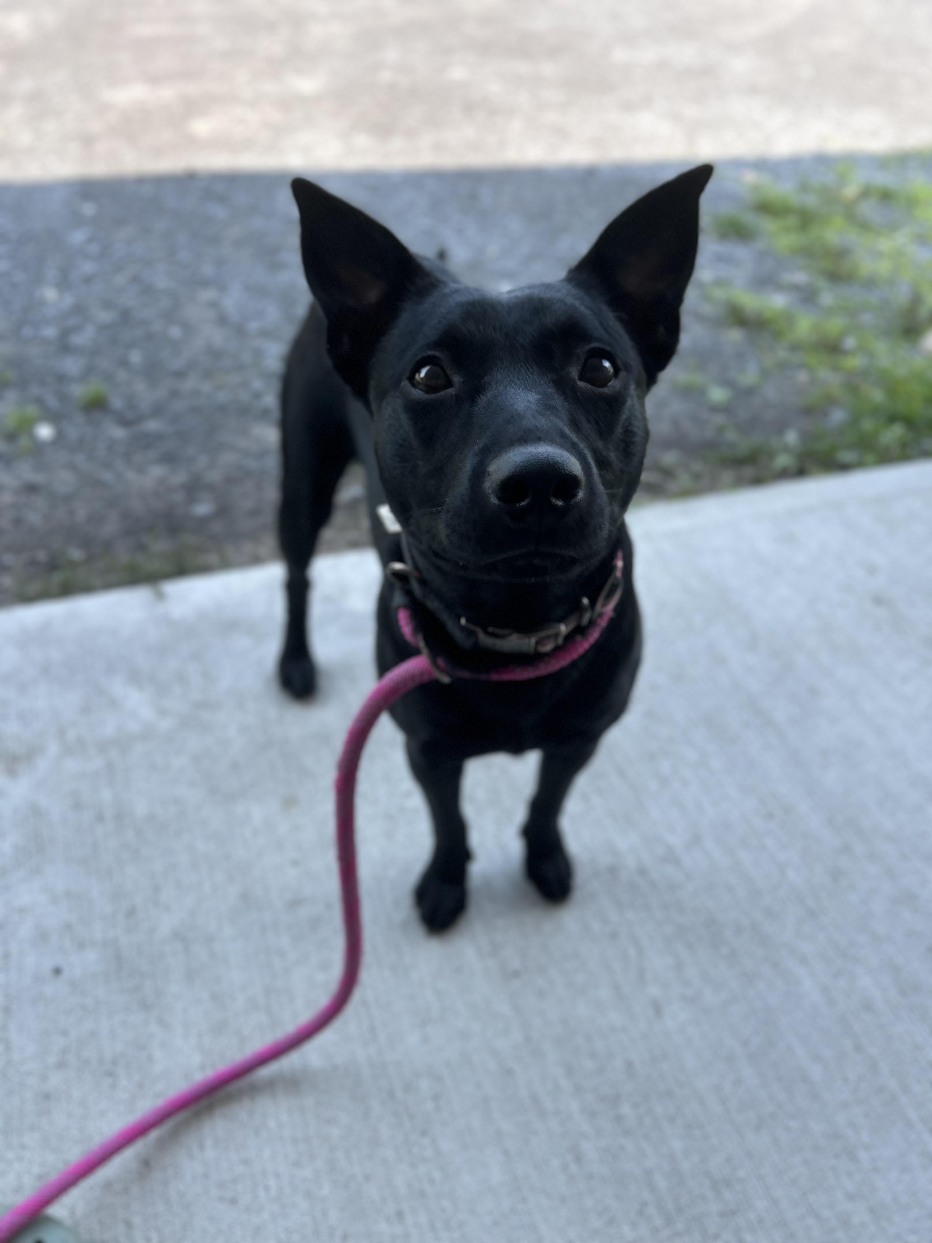 Poppy, an adopted mixed breed in Howes Cave, NY image 3/3