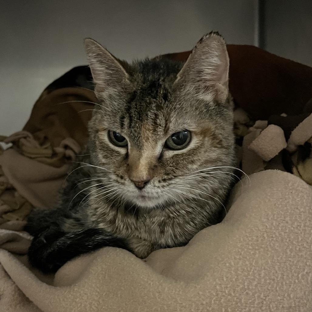 Esperanza-I'm in a foster home! Call to meet with me!, Adoptable, Adult Female Domestic Short Hair.