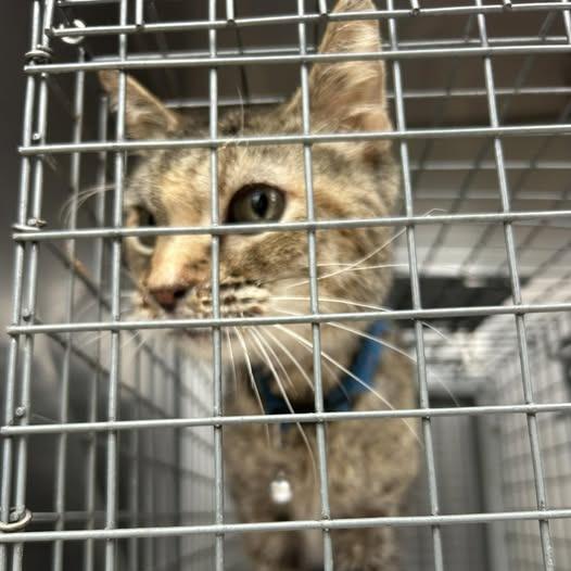 Enlarge Esperanza-I'm in a foster home! Call to meet with me!, a Adoptable Domestic Short Hair in Bristol, IN image 2/3