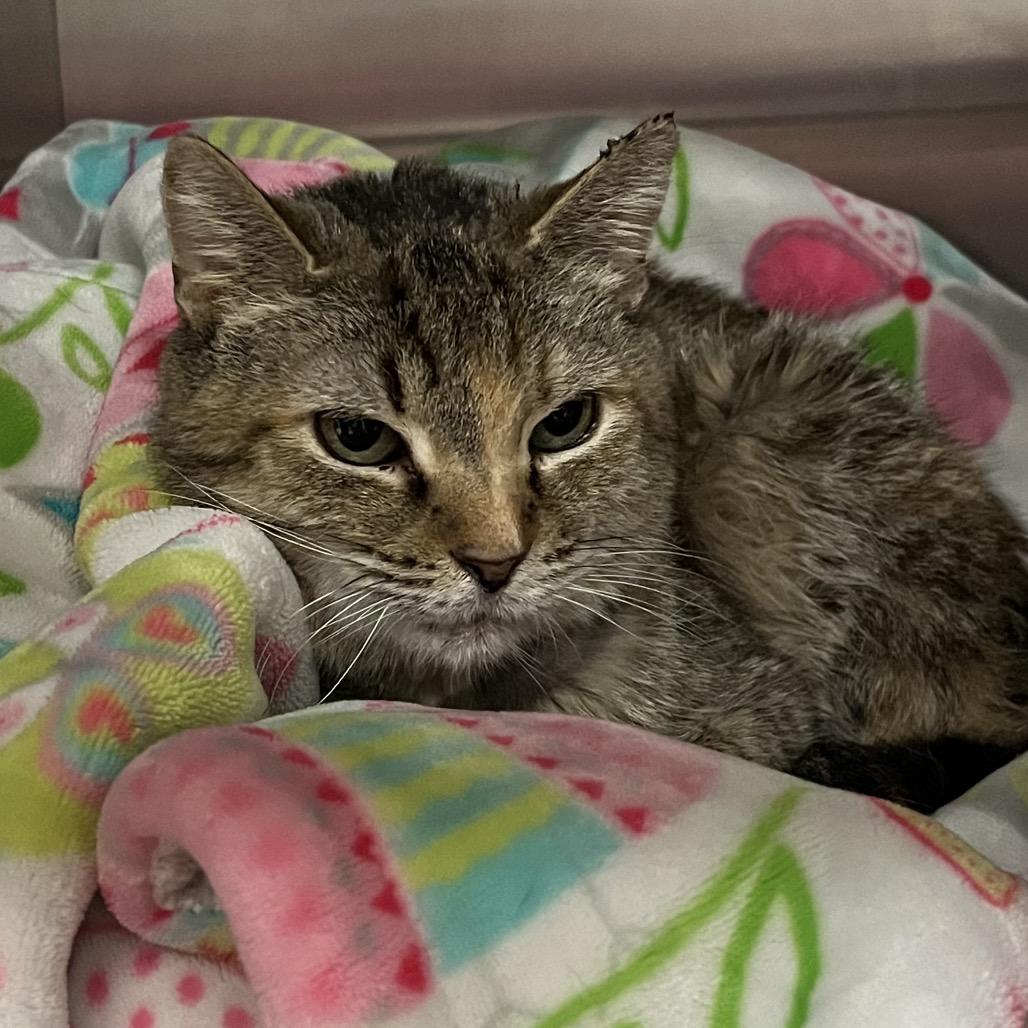 Enlarge Esperanza-I'm in a foster home! Call to meet with me!, a Adoptable Domestic Short Hair in Bristol, IN image 3/3