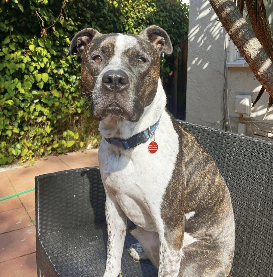 Enlarge Gizmo, a Adoptable mixed breed in Los Angeles, CA image 1/1