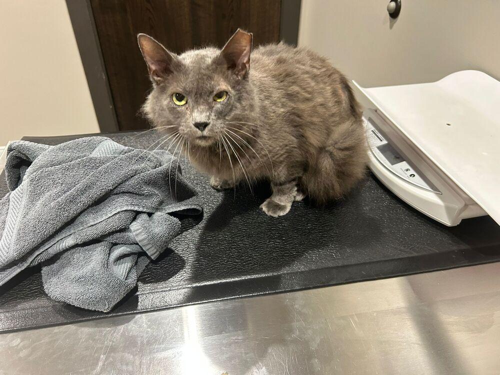 Lucas, Adoptable, Young Male Domestic Medium Hair.