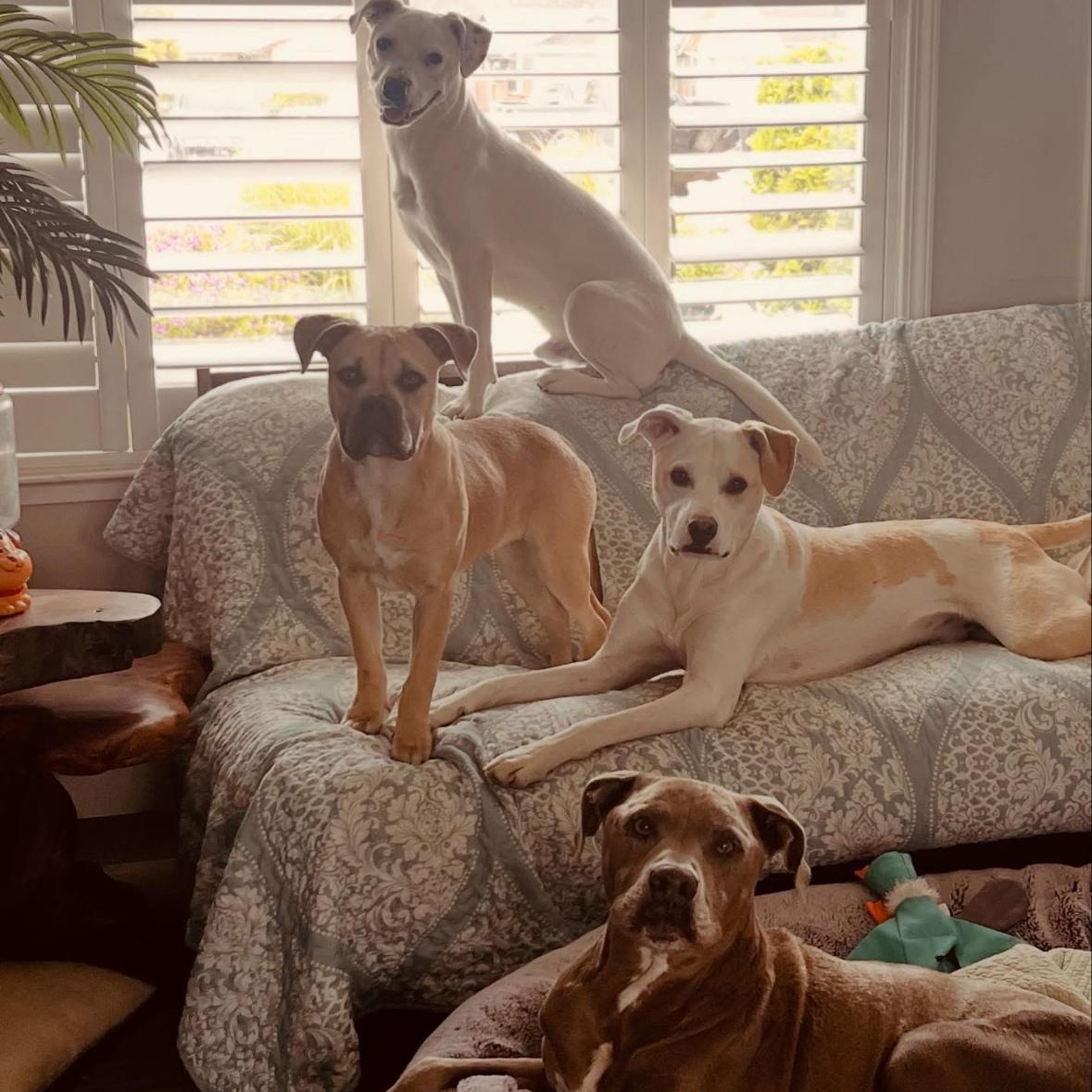 Bindi, a Adoptable mixed breed in Hayward, CA image 2/6