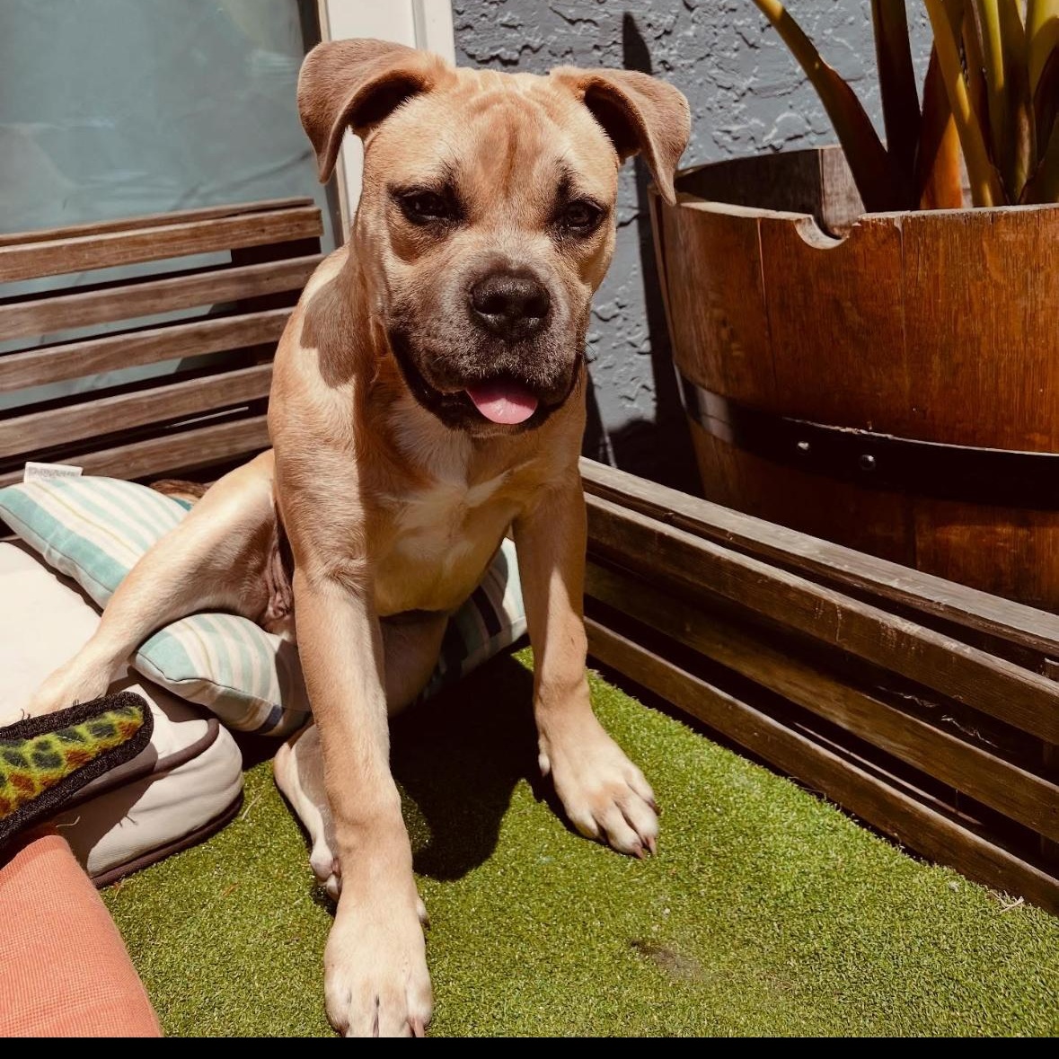 Bindi, a Adoptable mixed breed in Hayward, CA image 3/6