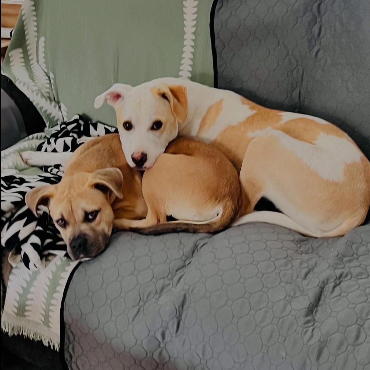 Bindi, a Adoptable mixed breed in Hayward, CA image 5/6