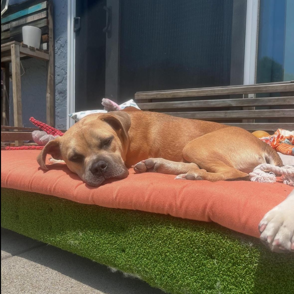 Bindi, Adoptable, Puppy Female English Bulldog.