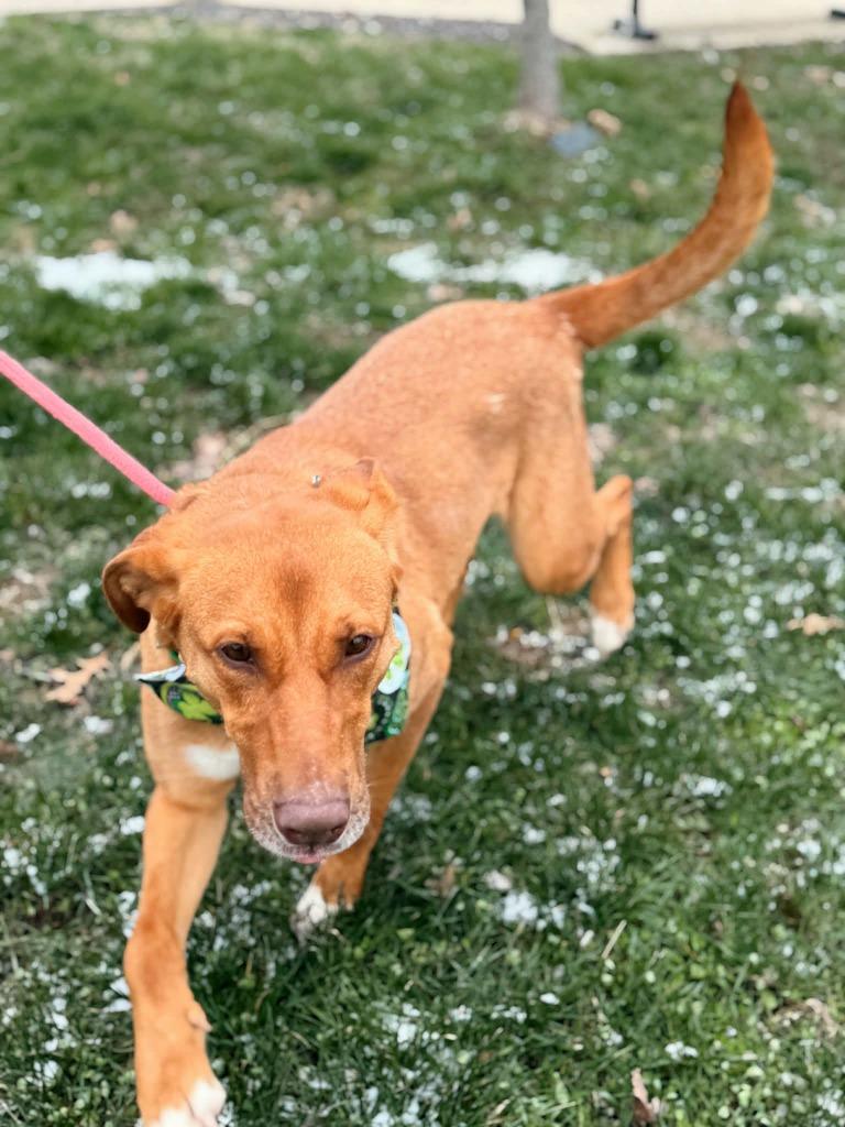 Reba, Adoptable, Adult Female German Shepherd Dog & Labrador Retriever.