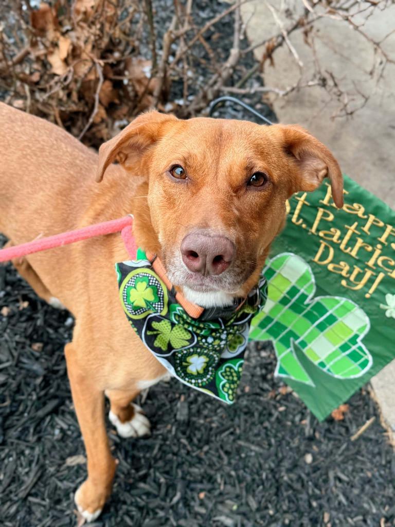 Enlarge Reba, a Adoptable mixed breed in Effingham, IL image 2/6