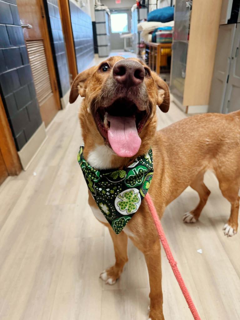 Enlarge Reba, a Adoptable mixed breed in Effingham, IL image 3/6