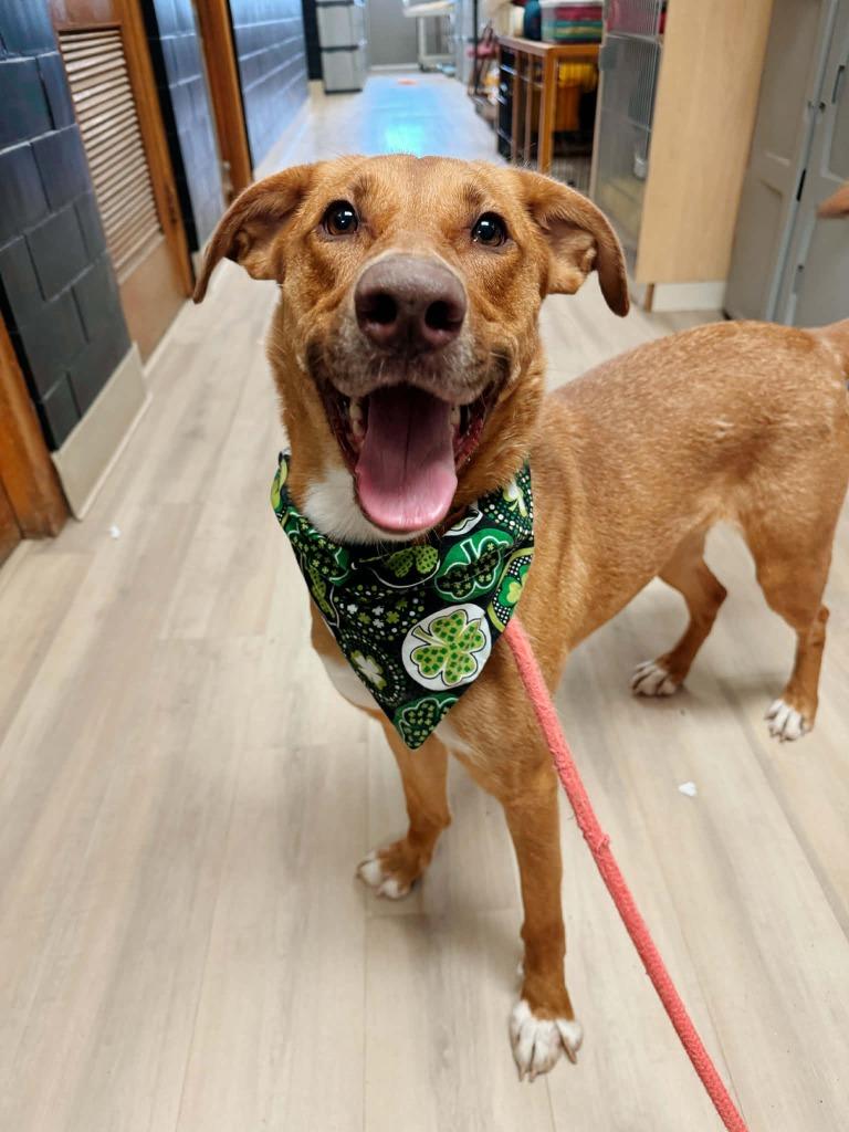 Enlarge Reba, a Adoptable mixed breed in Effingham, IL image 4/6