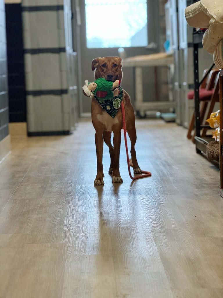 Enlarge Reba, a Adoptable mixed breed in Effingham, IL image 5/6