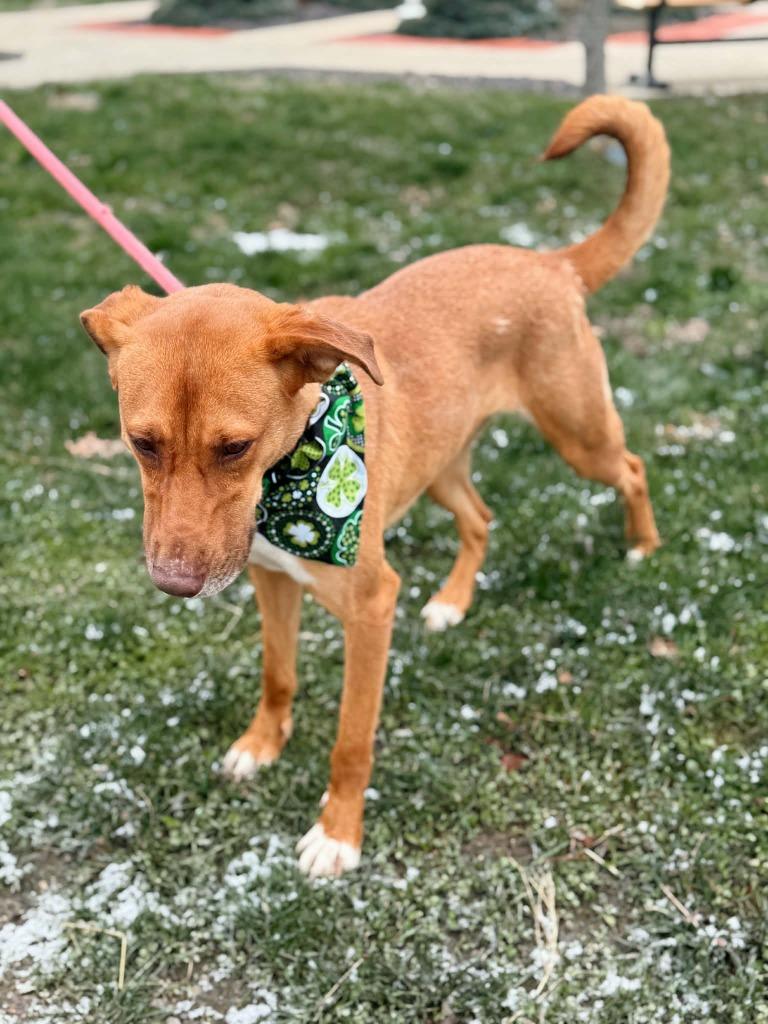Enlarge Reba, a Adoptable mixed breed in Effingham, IL image 6/6