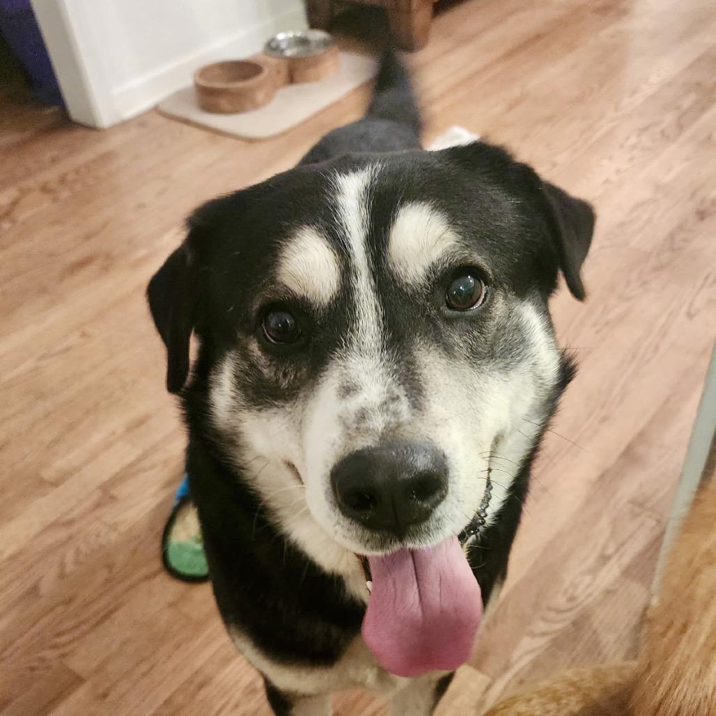 Titan, Adoptable, Adult Male Husky & Mixed Breed.