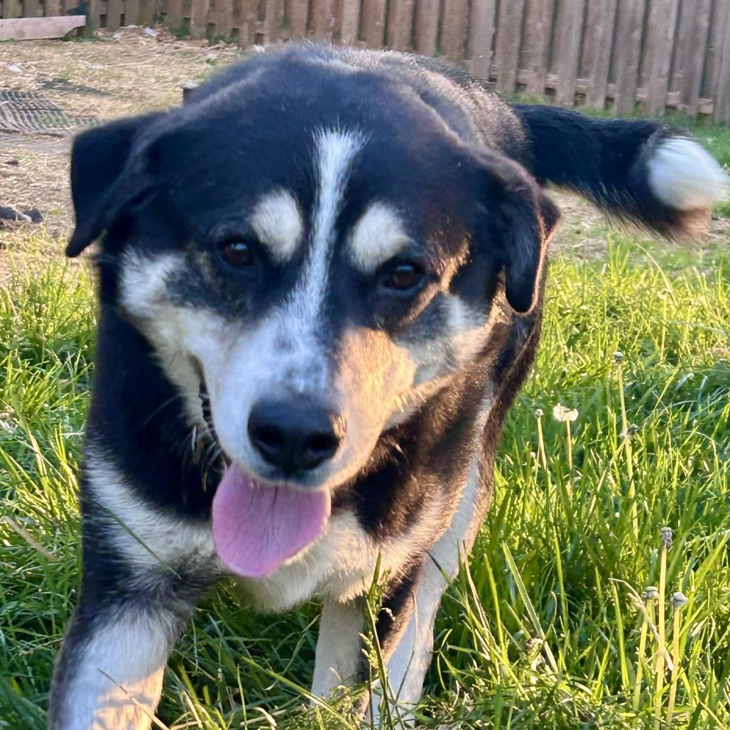 Enlarge Titan, a Adoptable mixed breed in Peculiar, MO image 2/6