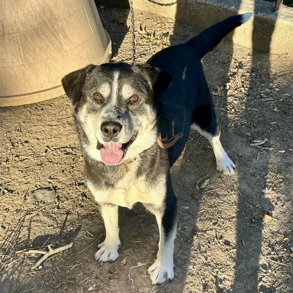 Enlarge Titan, a Adoptable mixed breed in Peculiar, MO image 2/6