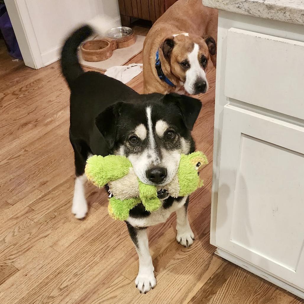 Enlarge Titan, a Adoptable mixed breed in Peculiar, MO image 3/6