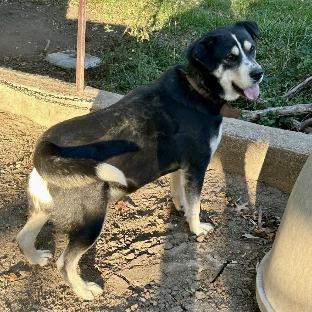Enlarge Titan, a Adoptable mixed breed in Peculiar, MO image 4/6