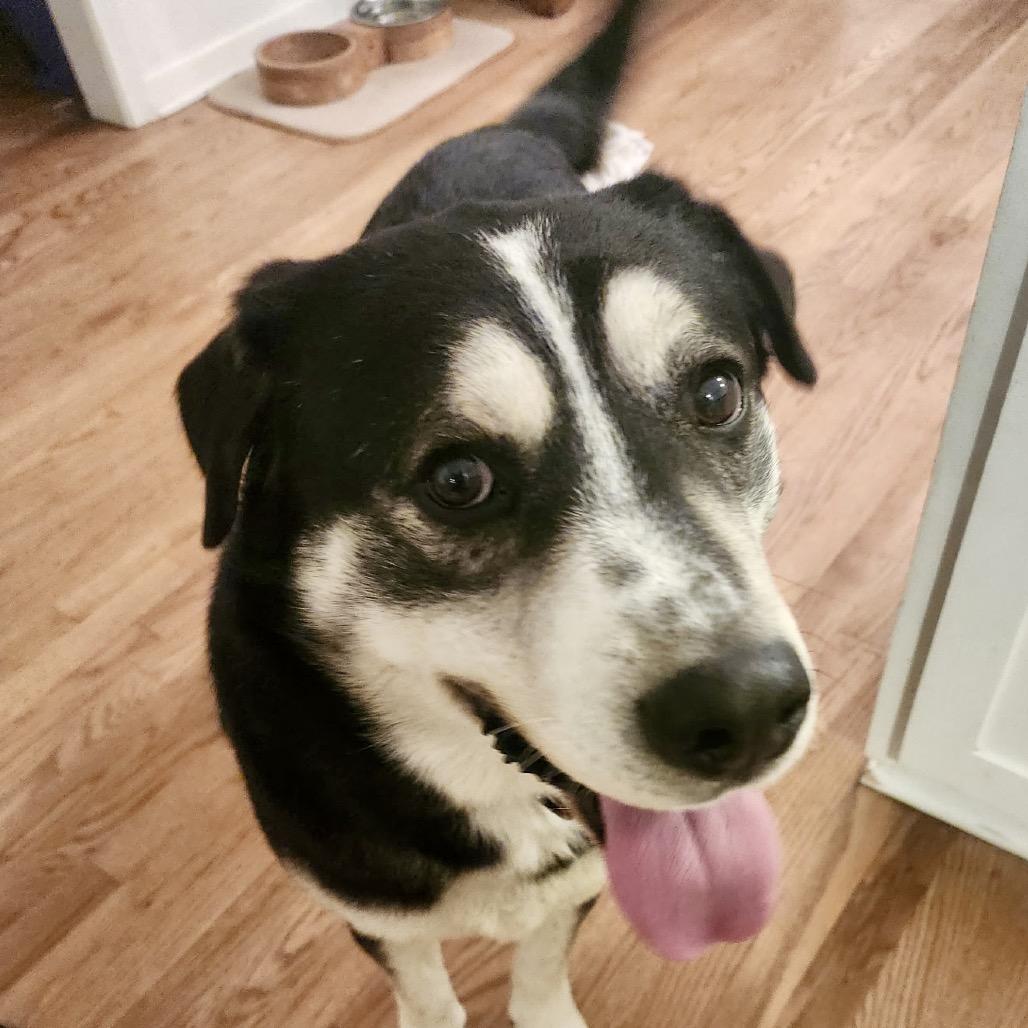 Enlarge Titan, a Adoptable mixed breed in Peculiar, MO image 5/6