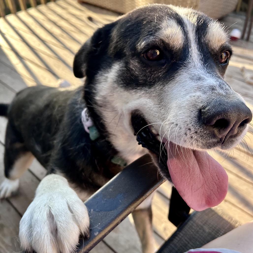 Enlarge Titan, a Adoptable mixed breed in Peculiar, MO image 2/6