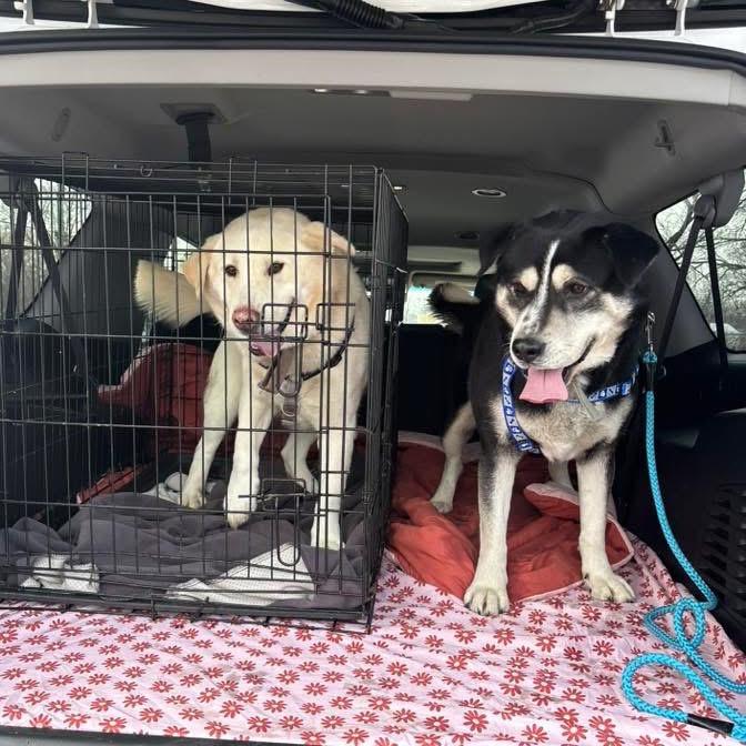 Enlarge Titan, a Adoptable mixed breed in Peculiar, MO image 6/6