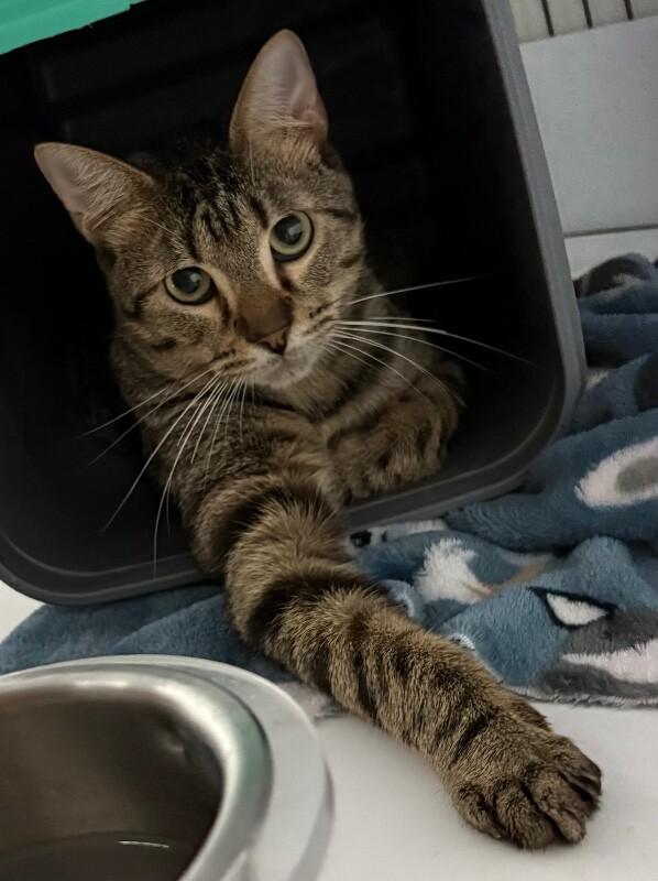 Termite, Adoptable, Adult Male Domestic Short Hair.