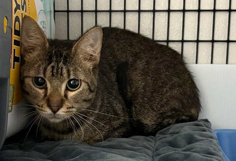 Enlarge Termite, a Adoptable Domestic Short Hair in Katy, TX image 2/2