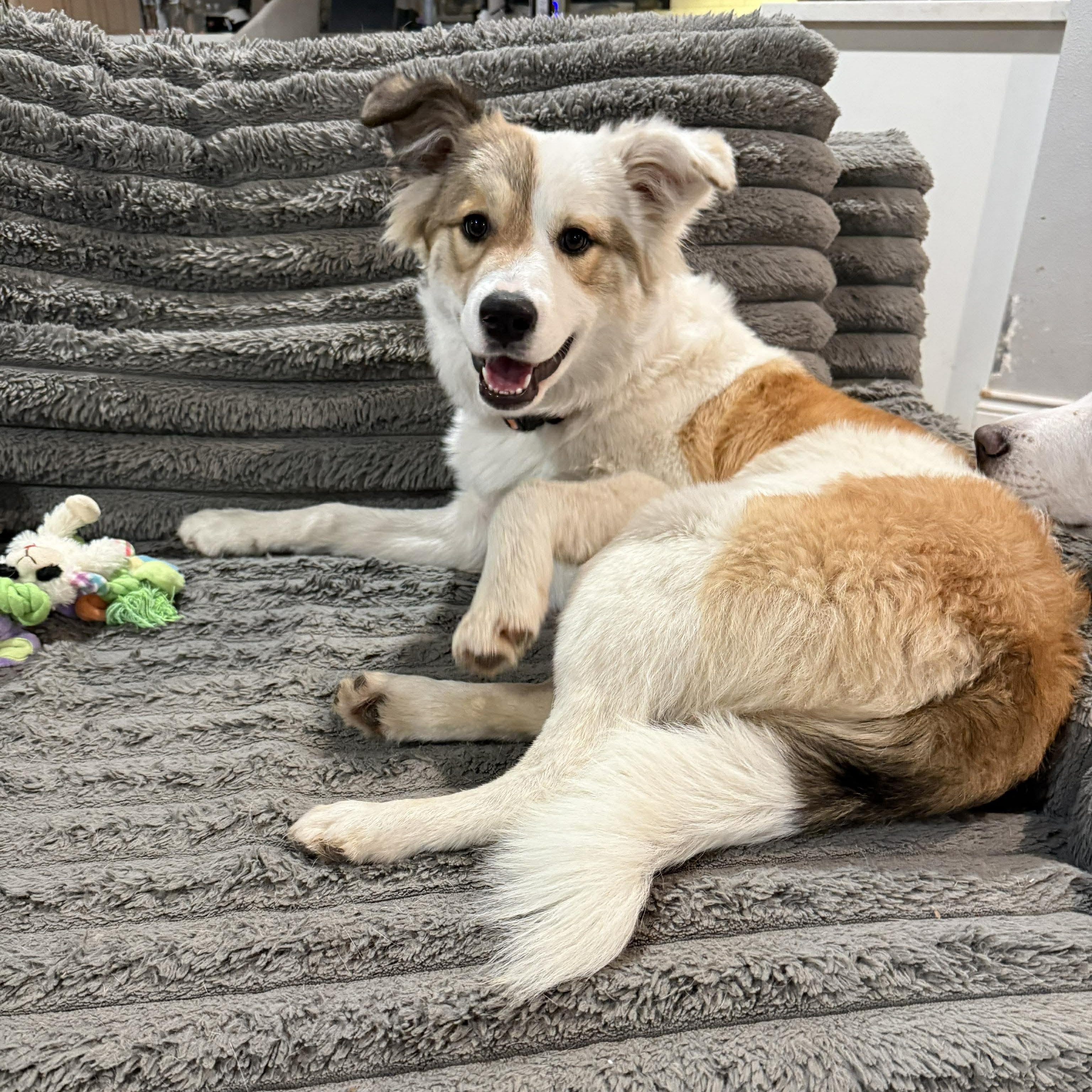 Enlarge Winnie, an adopted mixed breed in Ann Arbor, MI image 3/5