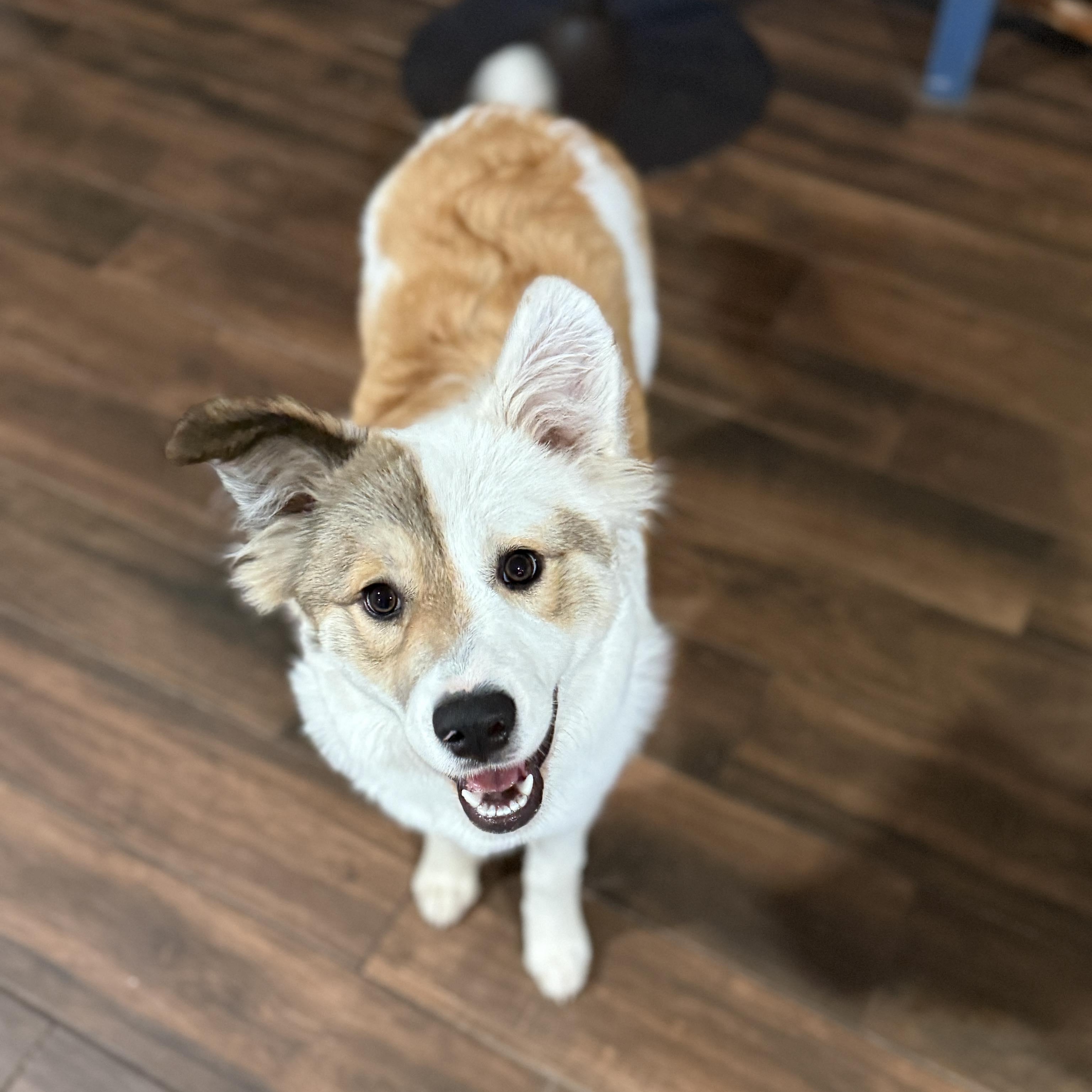 Enlarge Winnie, an adopted mixed breed in Ann Arbor, MI image 4/5