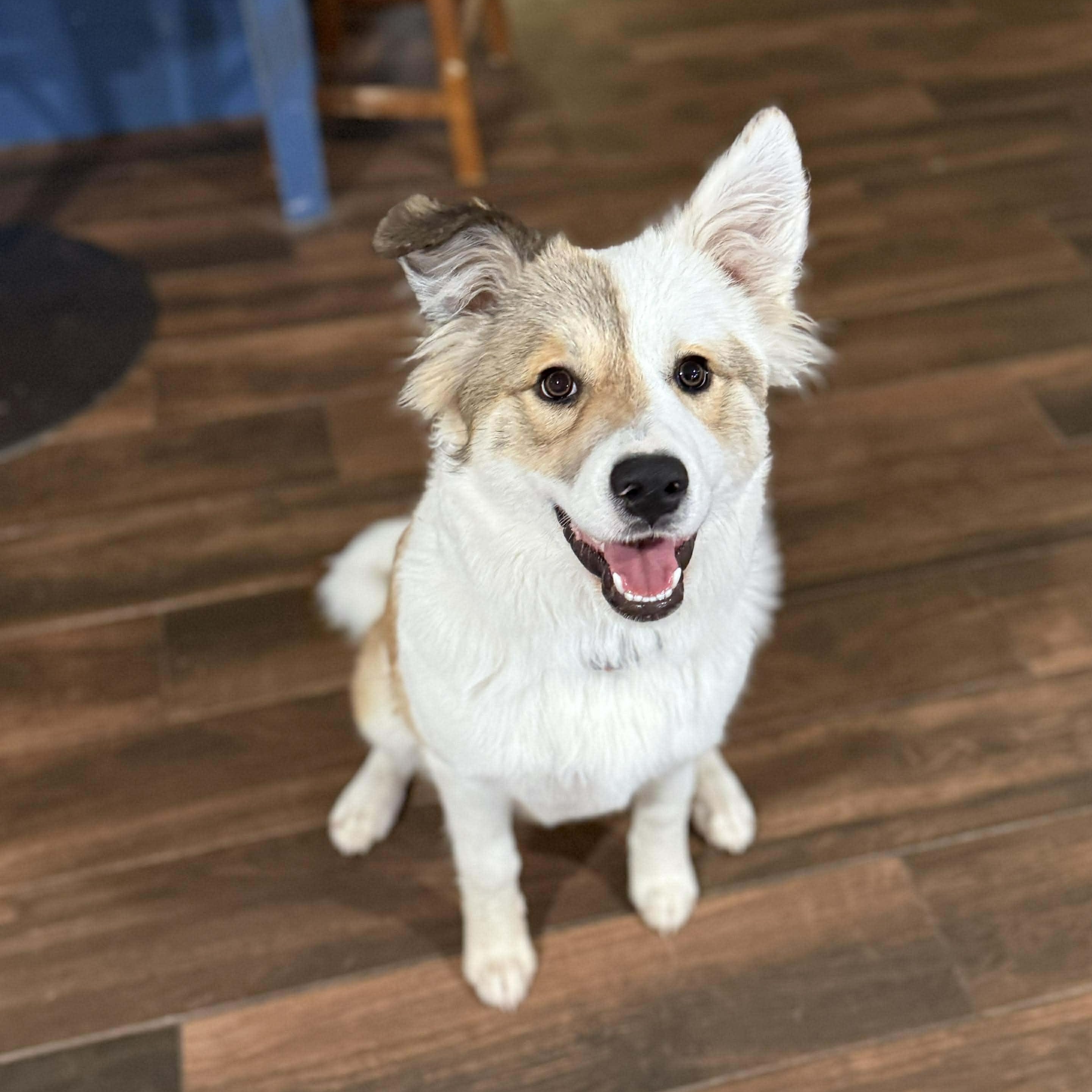 Enlarge Winnie, an adopted mixed breed in Ann Arbor, MI image 1/5