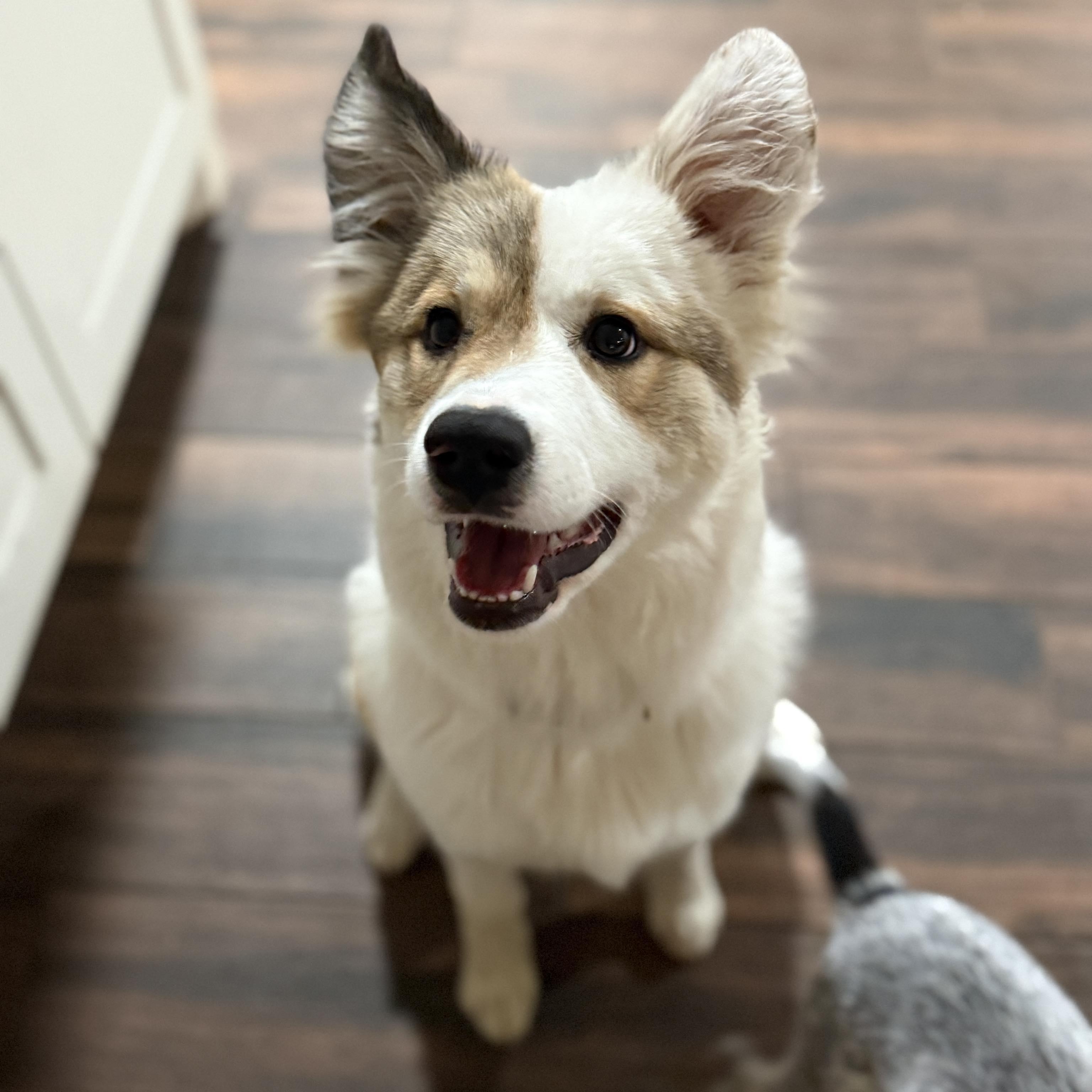 Enlarge Winnie, an adopted mixed breed in Ann Arbor, MI image 2/5