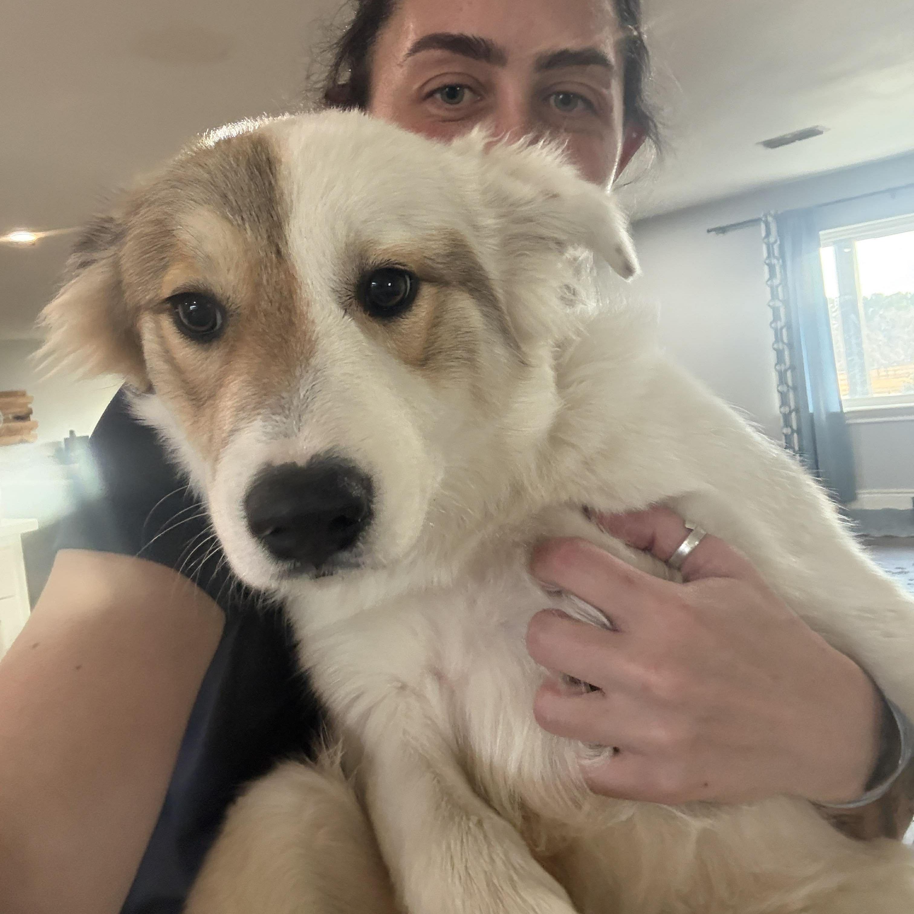 Enlarge Winnie, an adopted mixed breed in Ann Arbor, MI image 5/5