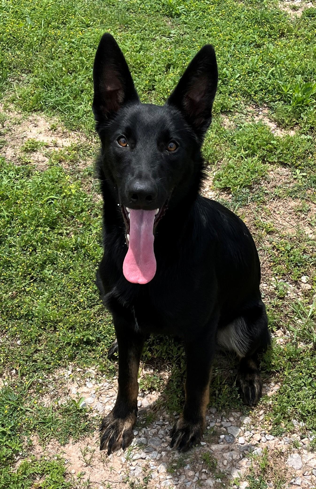 Mellow, Young Male German Shepherd Dog