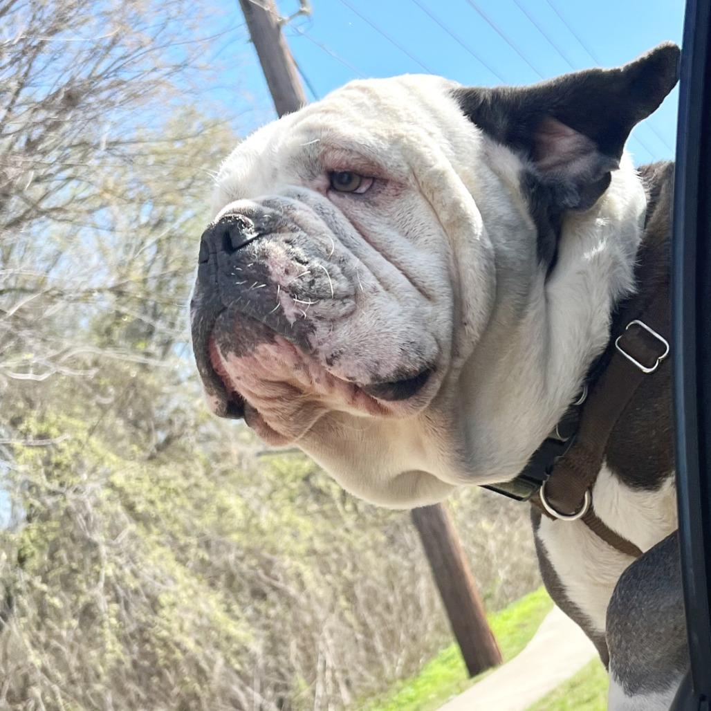 Enlarge Mickey, a Adoptable mixed breed in Flower Mound, TX image 2/5
