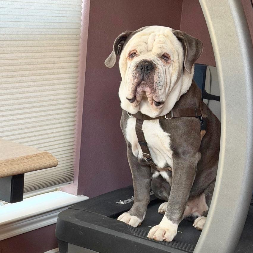 Mickey, Adoptable, Adult Male English Bulldog & Mixed Breed.