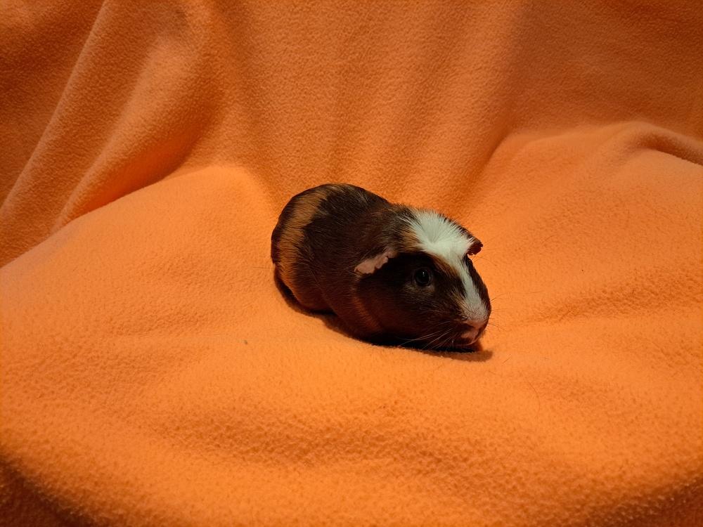 Rigatoni and Ravioli, Adoptable, Adult Male Guinea Pig & Guinea Pig.