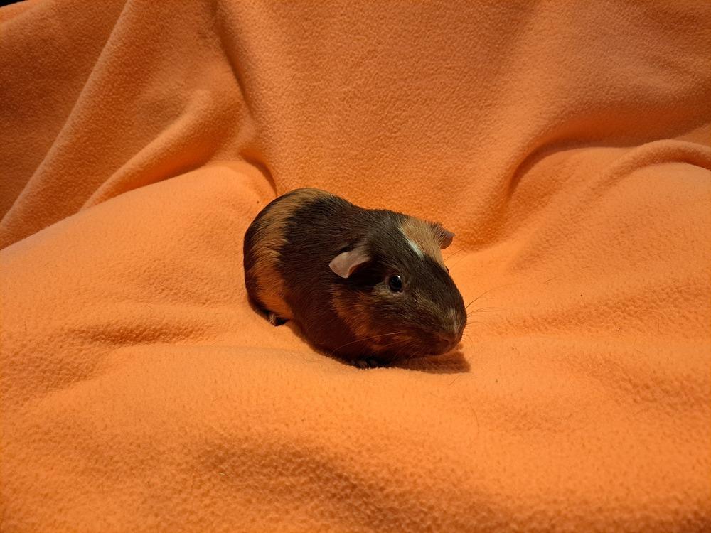 Enlarge Rigatoni and Ravioli, a Adoptable mixed breed in South Bend, IN image 2/6