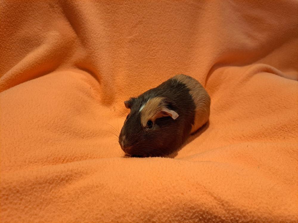 Enlarge Rigatoni and Ravioli, a Adoptable mixed breed in South Bend, IN image 3/6