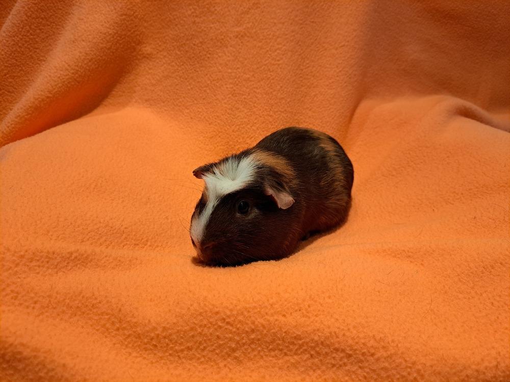 Enlarge Rigatoni and Ravioli, a Adoptable mixed breed in South Bend, IN image 4/6