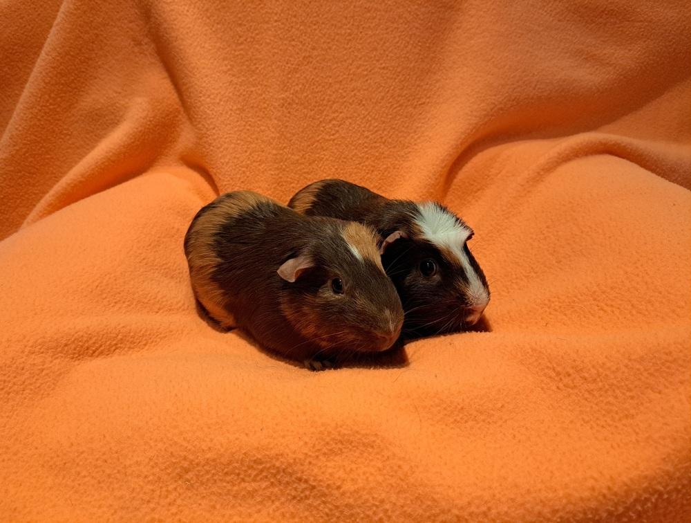 Enlarge Rigatoni and Ravioli, a Adoptable mixed breed in South Bend, IN image 5/6