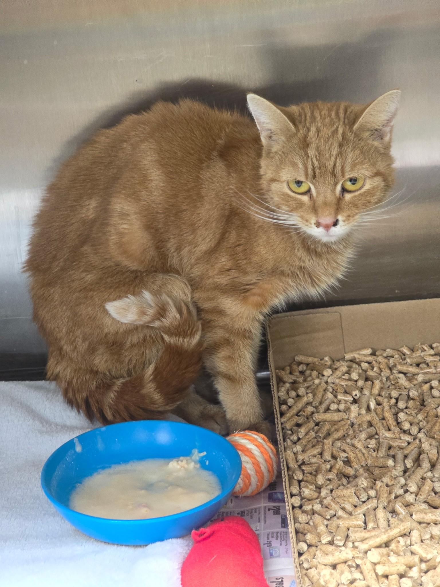 Molly, ADOPTABLE, Young Female Domestic Short Hair.