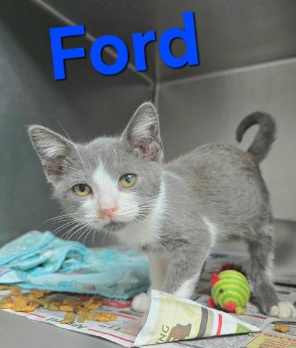 Ford, Adoptable, Young Male Domestic Short Hair.