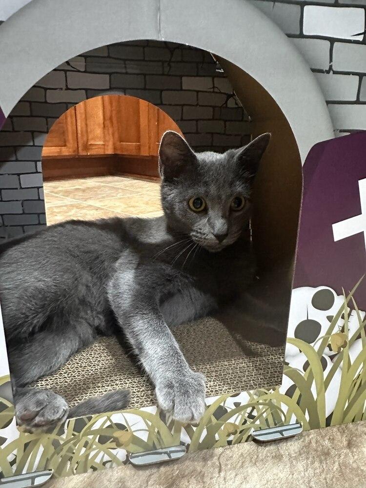 Enlarge Ghost, a Adoptable mixed breed in Wheaton, IL image 2/4