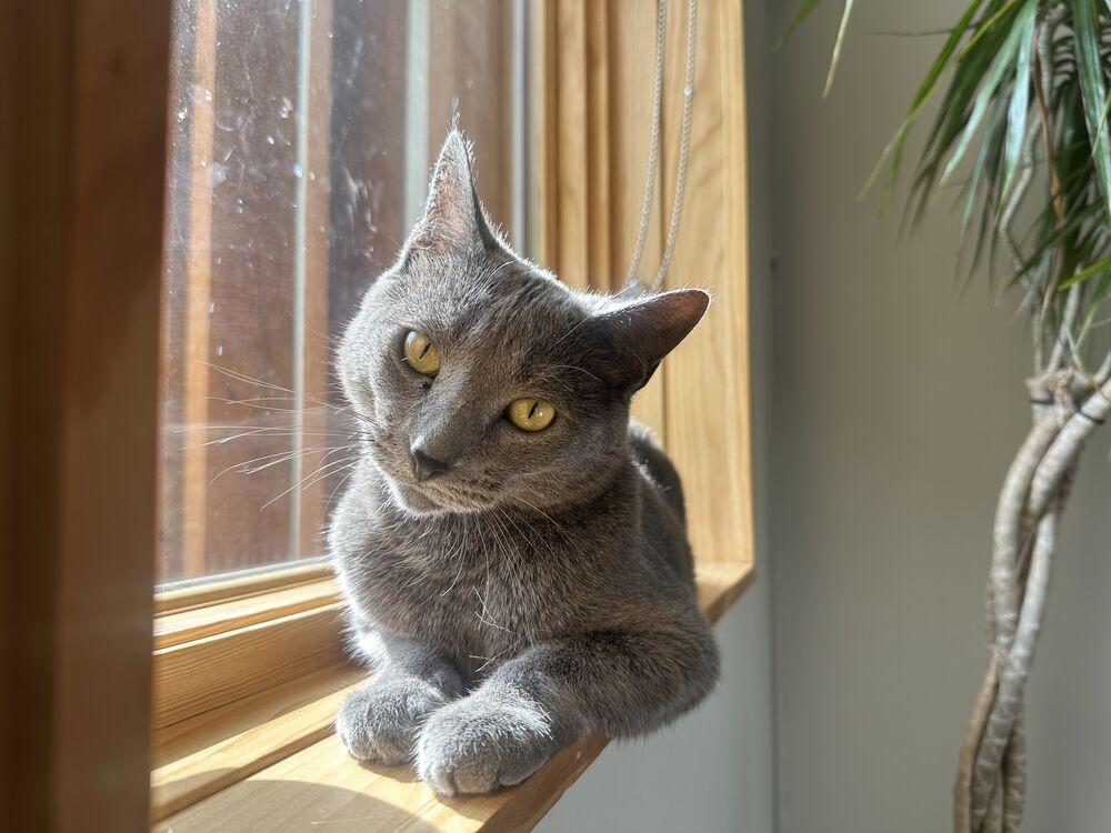Enlarge Ghost, a Adoptable mixed breed in Wheaton, IL image 3/4