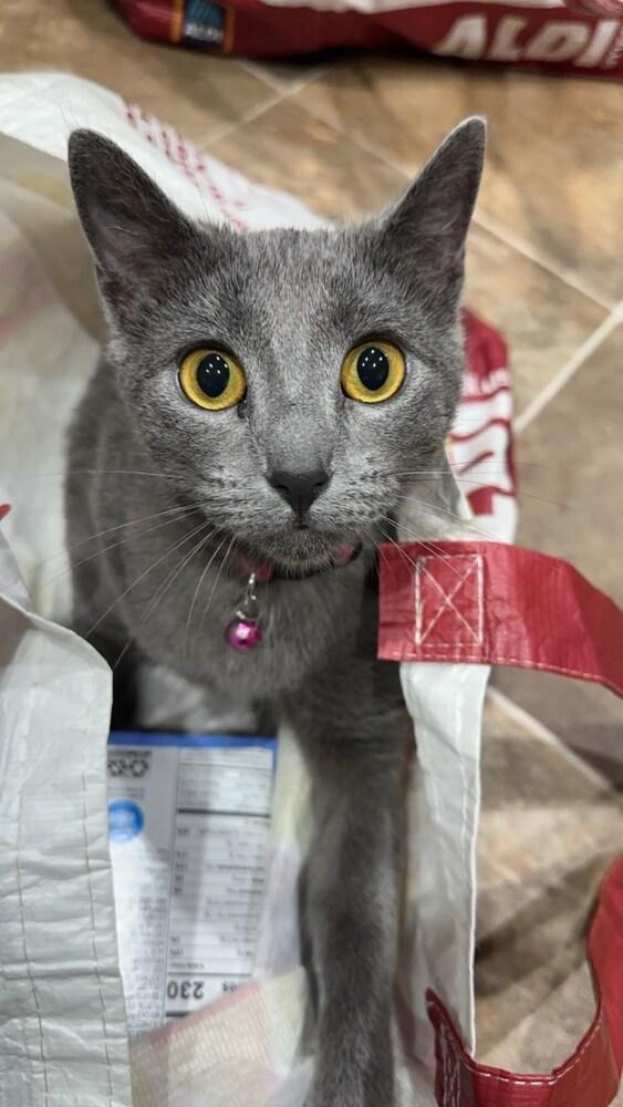Enlarge Ghost, a Adoptable mixed breed in Wheaton, IL image 4/4