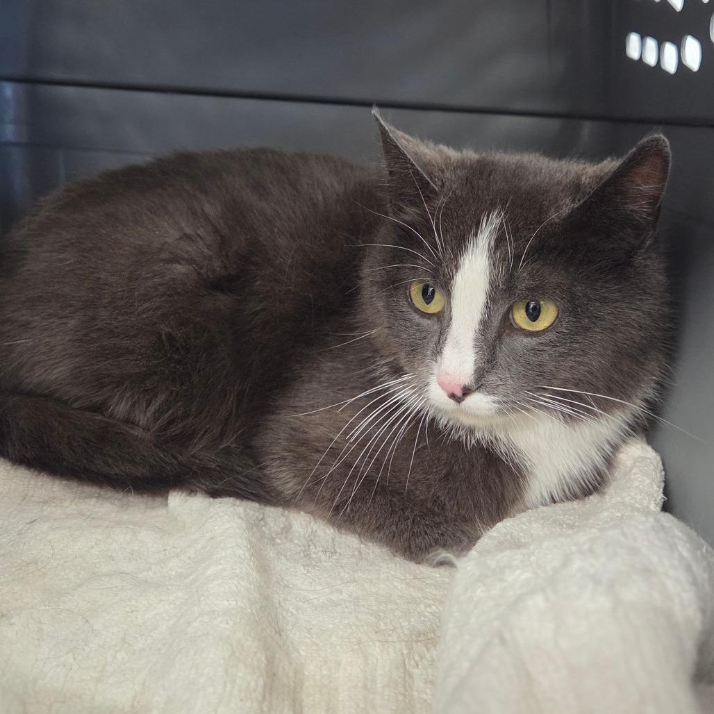 Armani, Adoptable, Adult Female Domestic Short Hair.