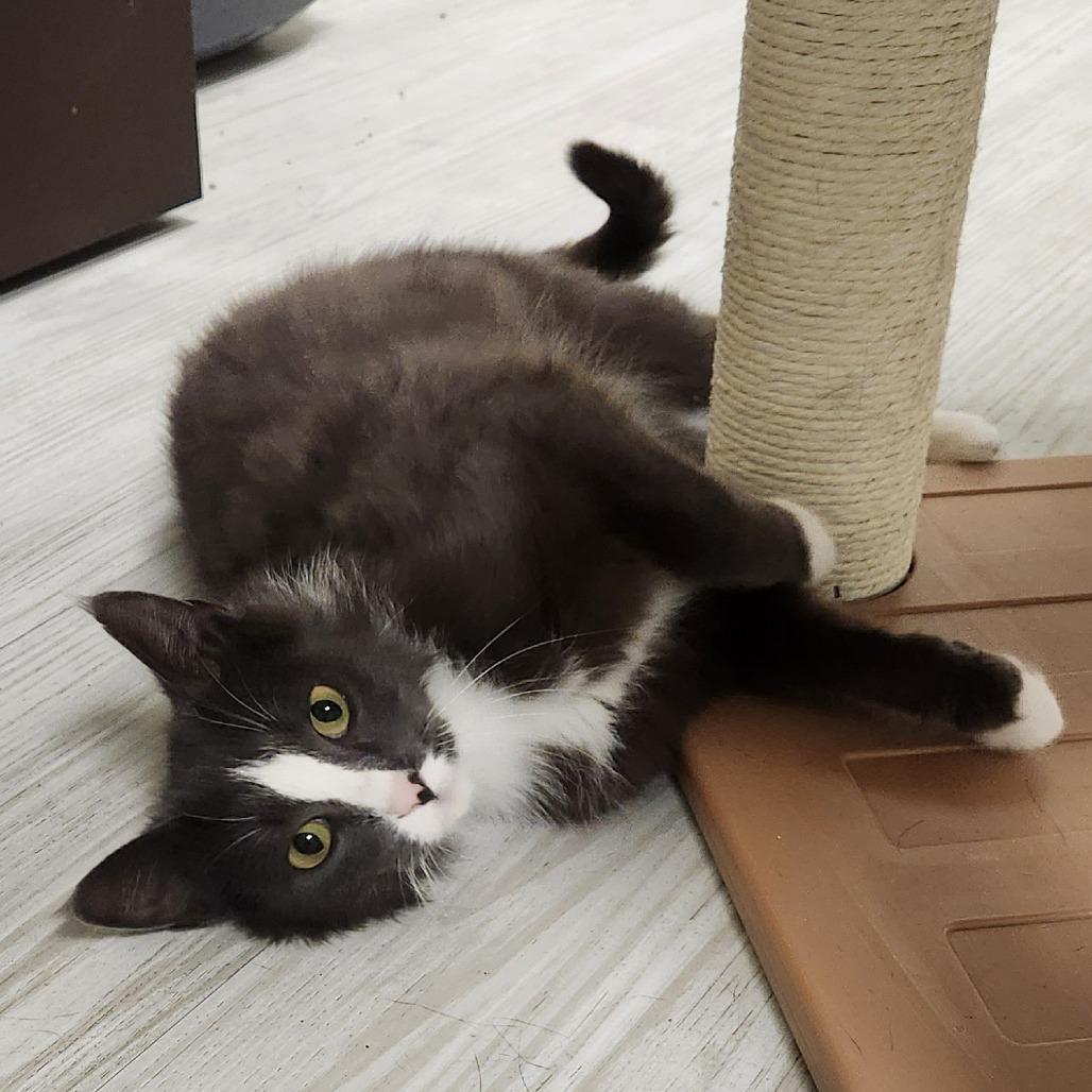 Armani, a Adoptable Domestic Short Hair in Watertown, NY image 2/3