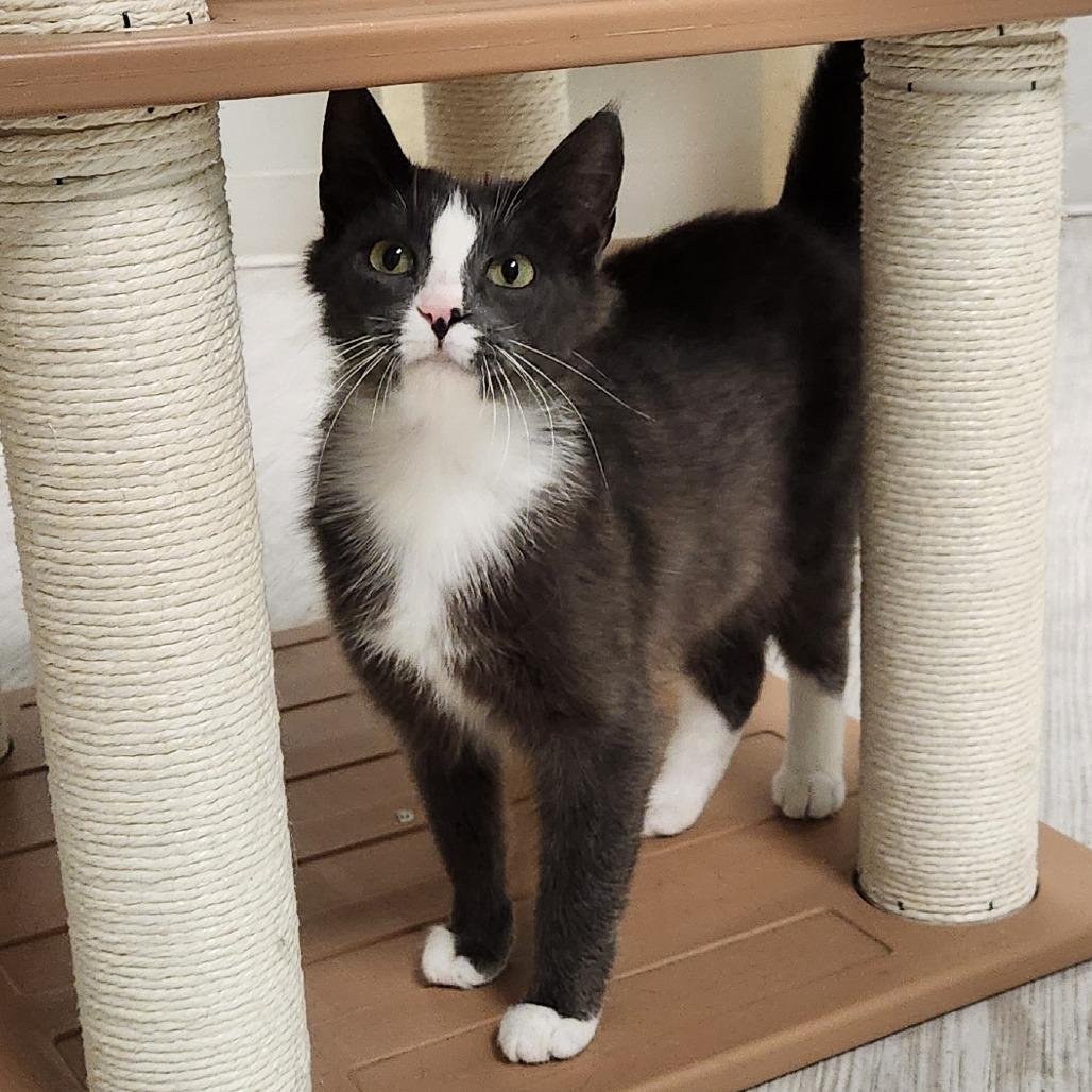 Armani, a Adoptable Domestic Short Hair in Watertown, NY image 3/3