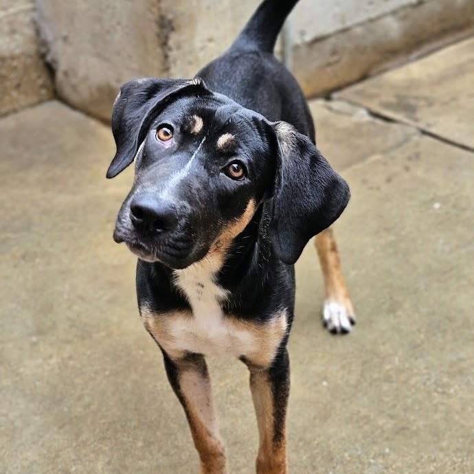 Enlarge Sable(REDUCED FEE!), a Adoptable mixed breed in Chicago, IL image 2/6