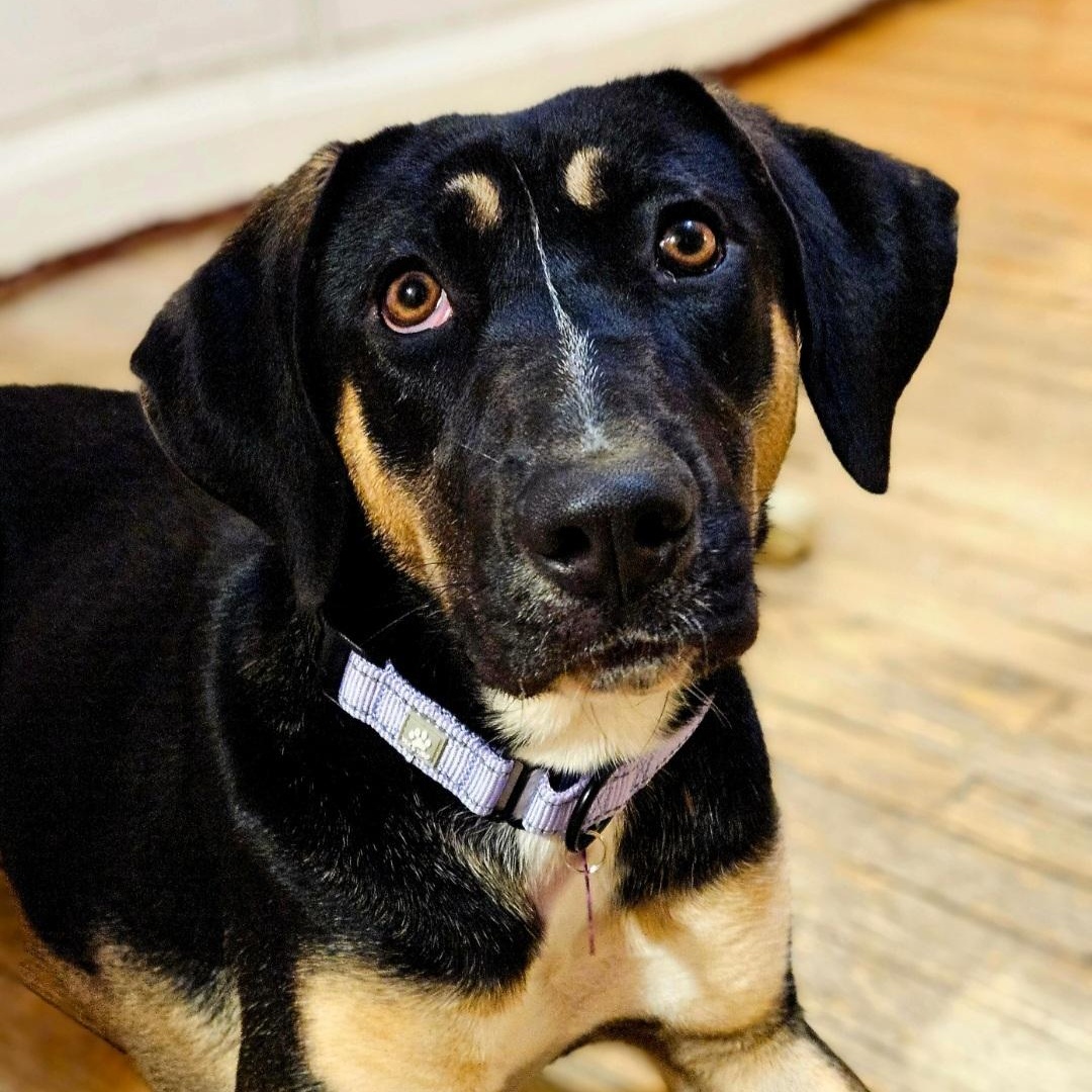 Sable(REDUCED FEE!), Adoptable, Young Female Hound & German Shepherd Dog.